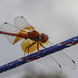 ANIMALES, INSECTOS, AVES Y PECES