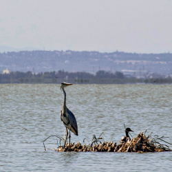 ALBUFERA